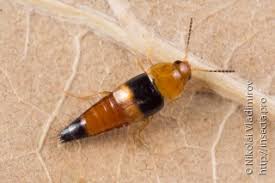 Attēlu rezultāti vaicājumam “Tachyporus sp.”