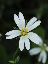 Attēlu rezultāti vaicājumam “Stellaria holostea flower”