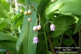 Attēlu rezultāti vaicājumam “Convallaria majalis fruit”