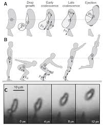 Attēlu rezultāti vaicājumam “Enteridium corticatum spores”
