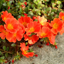 Attēlu rezultāti vaicājumam “Portulaca oleracea flower”