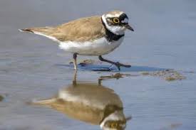 Attēlu rezultāti vaicājumam “Charadrius dubius adult”