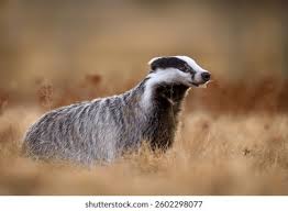 Attēlu rezultāti vaicājumam “Meles meles”