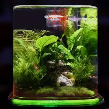 Imagini pentru Cladophora aegagropila