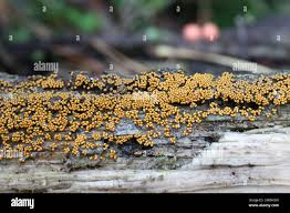 Attēlu rezultāti vaicājumam “Trichia varia”