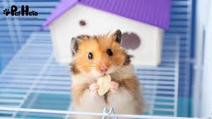 Afbeeldingsresultaat voor hamsters