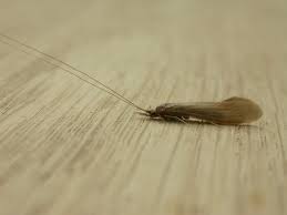 Attēlu rezultāti vaicājumam “Oecetis ochracea”