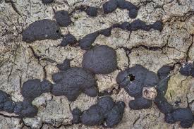 Attēlu rezultāti vaicājumam “Hypoxylon multiforme”