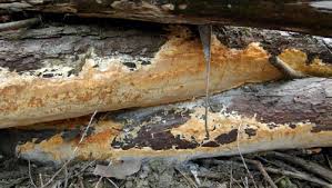 Attēlu rezultāti vaicājumam “Perenniporia subacida”