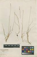 Attēlu rezultāti vaicājumam “Carex loliacea”