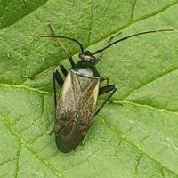 Attēlu rezultāti vaicājumam “Adelphocoris seticornis”