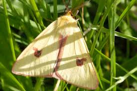 Attēlu rezultāti vaicājumam “Diacrisia sannio larva”