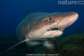 Image result for Odontaspis ferox