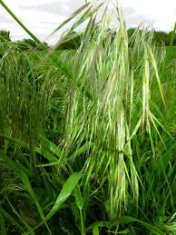 Attēlu rezultāti vaicājumam “Anisantha tectorum”