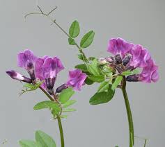 Attēlu rezultāti vaicājumam “Vicia sepium leaf”