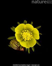 Attēlu rezultāti vaicājumam “Eranthis hyemalis flower”