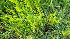 Attēlu rezultāti vaicājumam “Lophozia laxa”