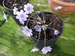 Attēlu rezultāti vaicājumam “Hepatica nobilis bud”