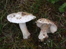 Attēlu rezultāti vaicājumam “Amanita strobiliformis”