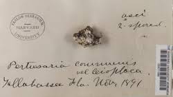 Attēlu rezultāti vaicājumam “Pertusaria leioplaca”