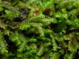 Attēlu rezultāti vaicājumam “Bazzania trilobata”