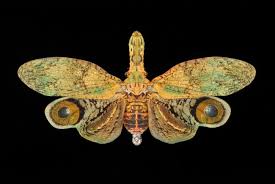 Attēlu rezultāti vaicājumam “Fuligo licentii macro”