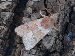 Attēlu rezultāti vaicājumam “Orthosia miniosa”