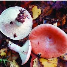 Attēlu rezultāti vaicājumam “Lactarius necator”