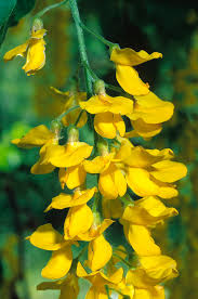 Attēlu rezultāti vaicājumam “Laburnum alpinum leaf”