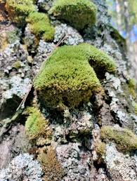 Attēlu rezultāti vaicājumam “Pohlia”