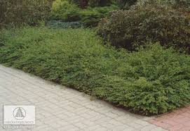 Attēlu rezultāti vaicājumam “Symphoricarpos x chenaultii”