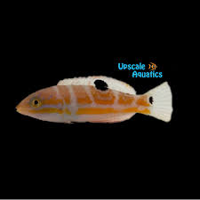 Image result for Halichoeres radiatus