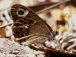 Attēlu rezultāti vaicājumam “Lopinga achine underside”