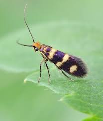 Attēlu rezultāti vaicājumam “Micropterix aureatella”