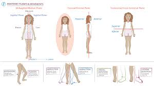 Image result for body midline