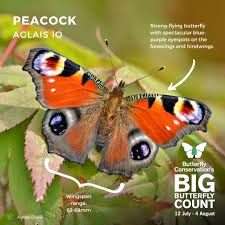 Attēlu rezultāti vaicājumam “Inachis io upperside”