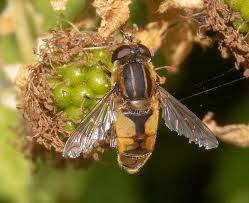 Attēlu rezultāti vaicājumam “Helophilus hybridus male”