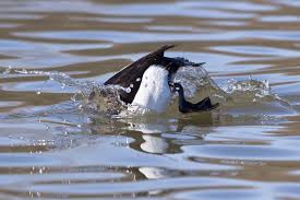 Attēlu rezultāti vaicājumam “Aythya fuligula male”