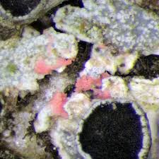 Attēlu rezultāti vaicājumam “Illosporiopsis christiansenii”