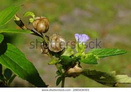 Attēlu rezultāti vaicājumam “Nicandra physalodes fruit”