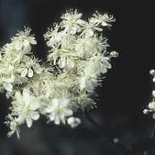 Image result for Filipendula vulgaris