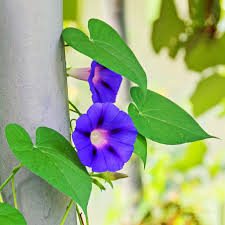 Image result for Ipomoea purpurea