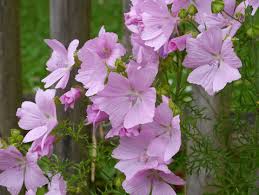 Image result for Malva moschata