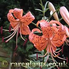 Attēlu rezultāti vaicājumam “Lilium lancifolium flower”