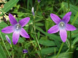 Image result for Campanula patula