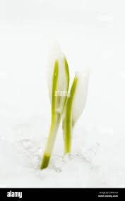 Attēlu rezultāti vaicājumam “Galanthus nivalis bud”