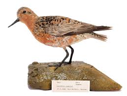 Attēlu rezultāti vaicājumam “Calidris canutus adult”