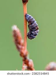Attēlu rezultāti vaicājumam “Hippodamia tredecimpunctata”