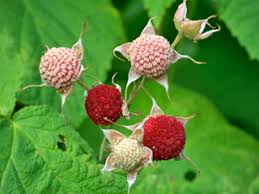 Attēlu rezultāti vaicājumam “Rubus parviflorus”