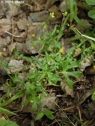 Attēlu rezultāti vaicājumam “Ranunculus sceleratus leaf”
